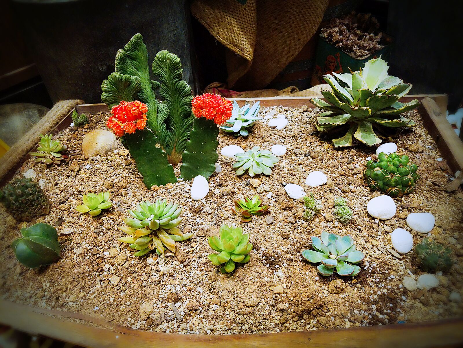 [总结] 5.21技术服务队吴牙社区总结-中国学网-