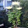 ջ Cultivating chrysanthemum