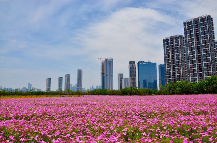 钱江世纪城花海及奥体中心随拍 杭州 高楼迷